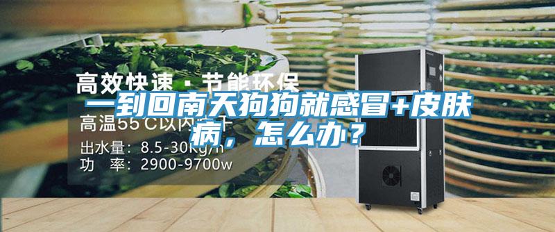 一到回南天狗狗就感冒+皮肤病，怎么办？