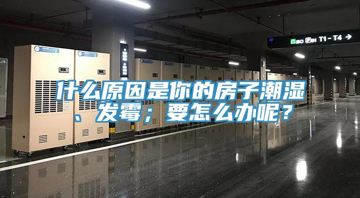 什么原因是你的房子潮湿、发霉；要怎么办呢？