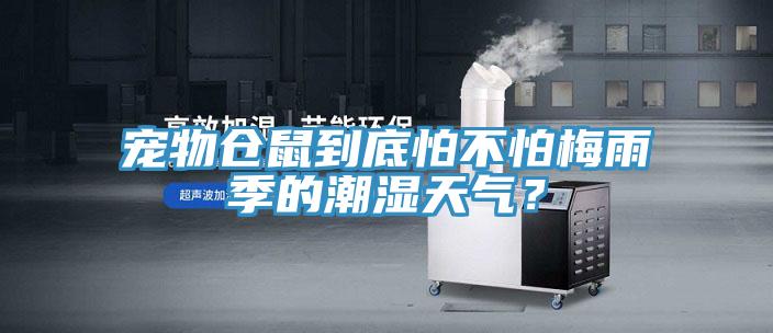 宠物仓鼠到底怕不怕梅雨季的潮湿天气？