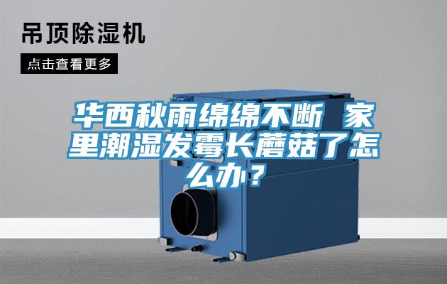 华西秋雨绵绵不断 家里潮湿发霉长蘑菇了怎么办？