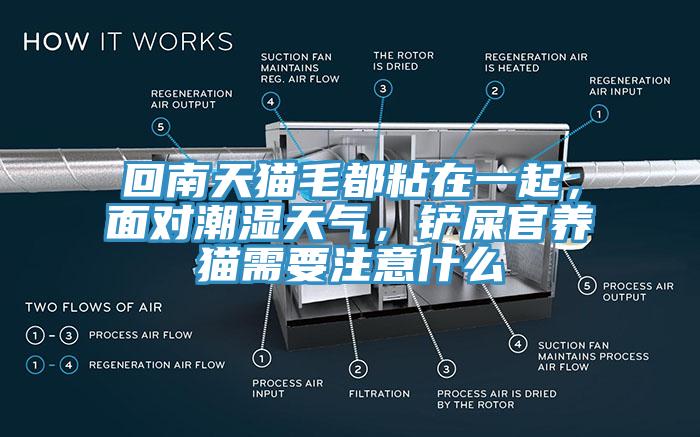 回南天猫毛都粘在一起，面对潮湿天气，铲屎官养猫需要注意什么