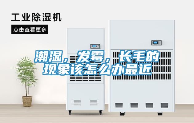 潮湿，发霉，长毛的现象该怎么办最近