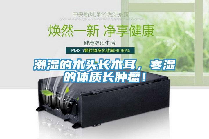 潮湿的木头长木耳，寒湿的体质长肿瘤！