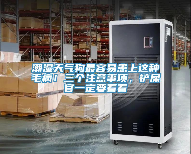 潮湿天气狗最容易患上这种毛病！三个注意事项，铲屎官一定要看看