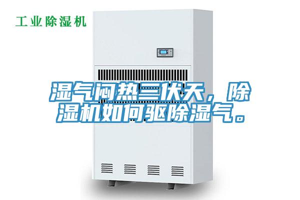 湿气闷热三伏天，辣椒视频APP下载并安装如何驱除湿气。