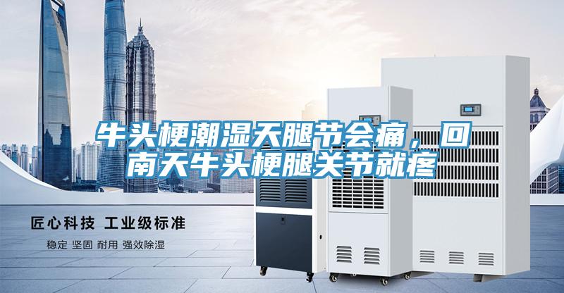 牛头梗潮湿天腿节会痛，回南天牛头梗腿关节就疼