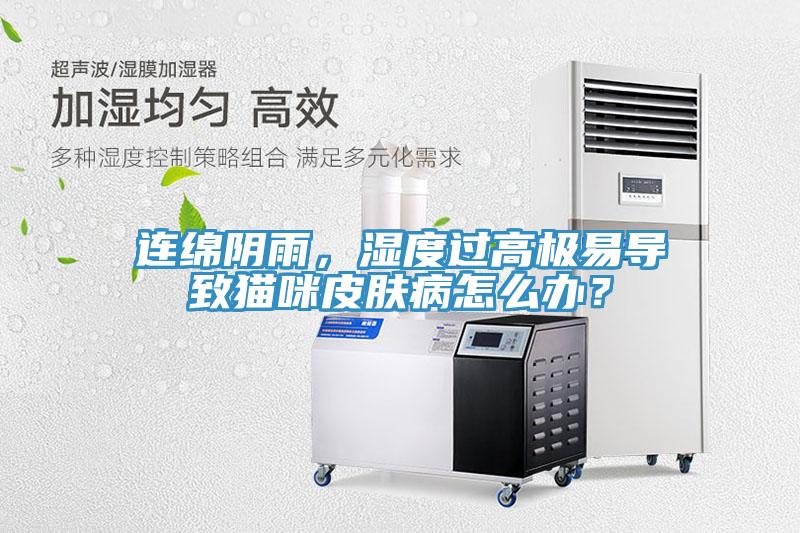 连绵阴雨，湿度过高极易导致猫咪皮肤病怎么办？