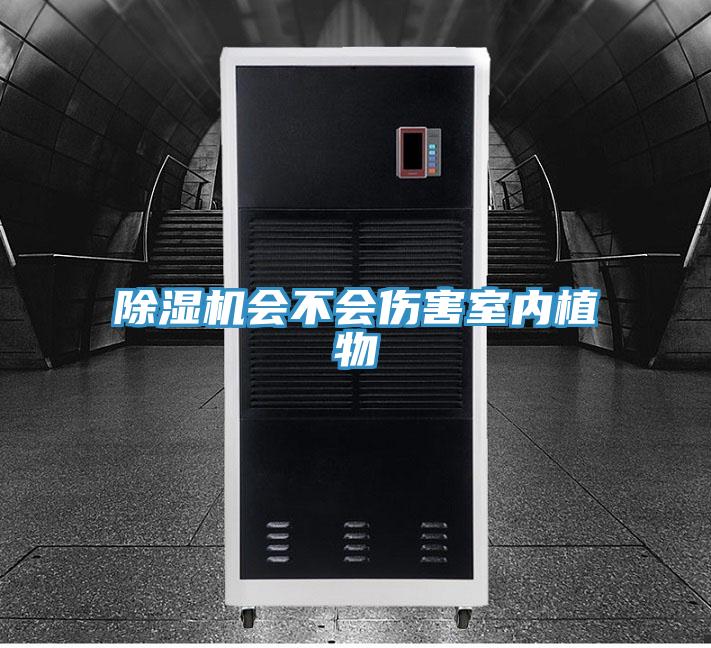 辣椒视频APP下载并安装会不会伤害室内植物