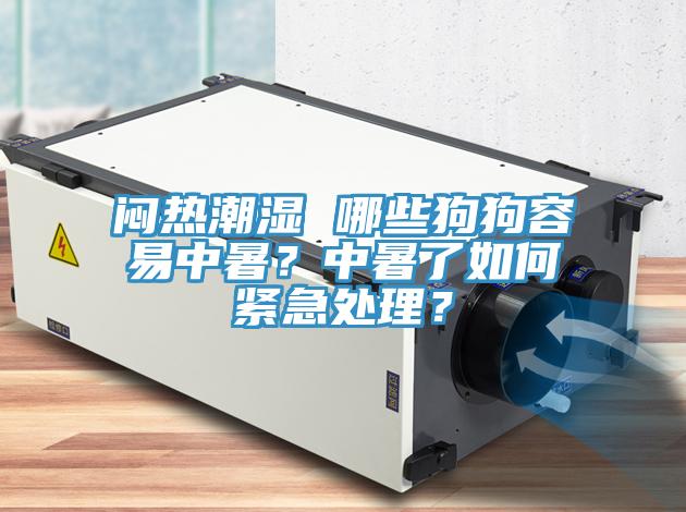 闷热潮湿 哪些狗狗容易中暑？中暑了如何紧急处理？