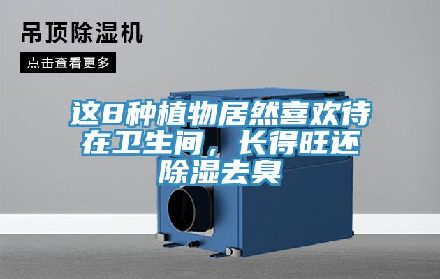 这8种植物居然喜欢待在卫生间，长得旺还除湿去臭