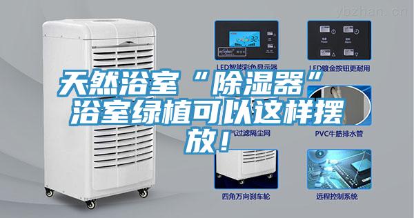 天然浴室“除湿器” 浴室绿植可以这样摆放！