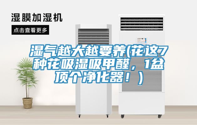 湿气越大越要养(花这7种花吸湿吸甲醛，1盆顶个净化器！)